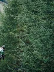 Two Treasures Arrive