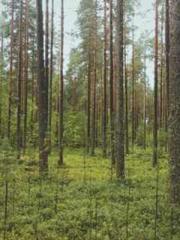 My Amazing Female Te