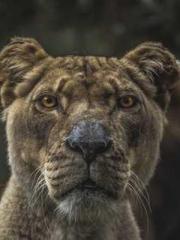 Falling for You: The