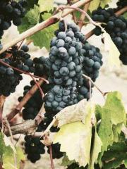 One Night Marriage P