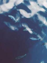 My Sweet Wife: The C