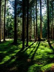 Celestial Eye: Peerl