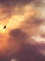 The Daring Wife of a